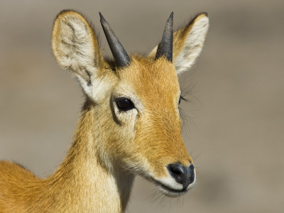 Young Male Puku Head Portrati, Chobe National Park, Botswana by Tony Heald Pricing Limited Edition Print image