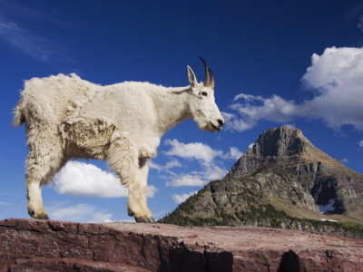 Mountain Goat Adult Shedding Winter Coat, Mount Reynolds, Glacier National Park, Montana, Usa by Rolf Nussbaumer Pricing Limited Edition Print image