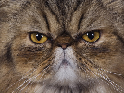 Persian Cat Brown Tabby Face Portrait, Texas, Usa by Rolf Nussbaumer Pricing Limited Edition Print image