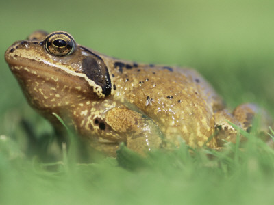 Common Frog Portrait Cornwall, Uk by Ross Hoddinott Pricing Limited Edition Print image