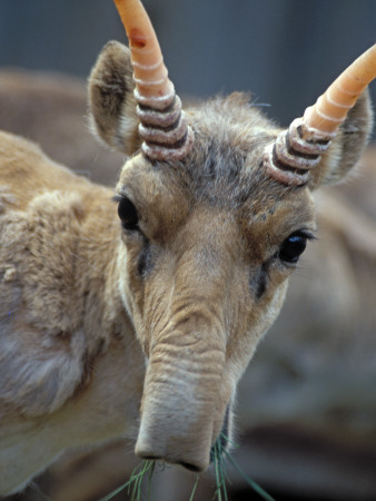 Portrait Of A Saiga Male Cherniye Zemly Zapovednik, Russia by Igor Shpilenok Pricing Limited Edition Print image