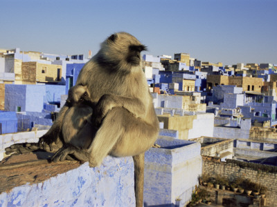 Hanuman Langur Mother And Young Sitting On Roof, Jodhpur, India by Jean-Pierre Zwaenepoel Pricing Limited Edition Print image