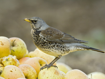 Fieldfare Feeding On Fallen Apples In Orchard, West Sussex, Uk, January by Andy Sands Pricing Limited Edition Print image