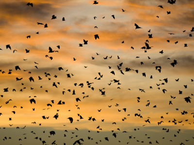 Cloud Of Straw-Coloured Fruit Bats Flying, Kasanka National Park, Zambia, Africa by Mark Carwardine Pricing Limited Edition Print image