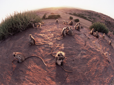 Hanuman Langur Group Sunning And Socialising, Thar Desert, Rajasthan, India by Jean-Pierre Zwaenepoel Pricing Limited Edition Print image