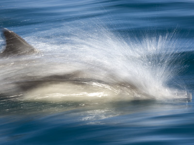 Long-Beaked Common Dolphin Porpoising Swimming Fast, Baja California, Sea Of Cortez, Mexico by Mark Carwardine Pricing Limited Edition Print image
