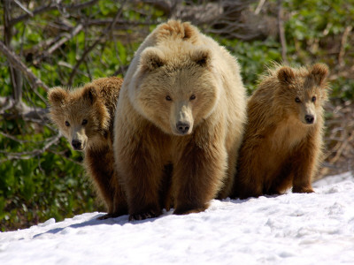 Brown Bear Mother With Cubs, Valley Of The Geysers, Kronotsky Zapovednik, Russia by Igor Shpilenok Pricing Limited Edition Print image