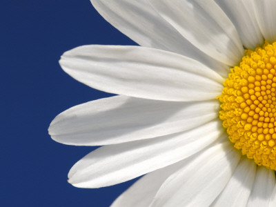 Marguerite Oxeye Daisy Detail, Devon, Uk by Ross Hoddinott Pricing Limited Edition Print image