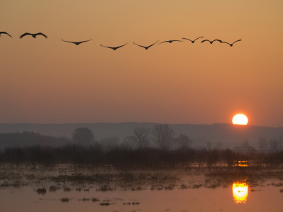 Common Cranes Flying In Formation At Sunrise, Hornborgasjon Lake, Sweden by Inaki Relanzon Pricing Limited Edition Print image