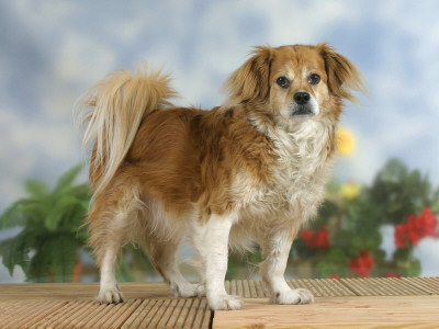Domestic Dog, Mixed Breed Dog by Petra Wegner Pricing Limited Edition Print image