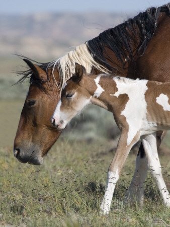 Wild Horse Mustang In Mccullough Peaks, Wyoming, Usa by Carol Walker Pricing Limited Edition Print image