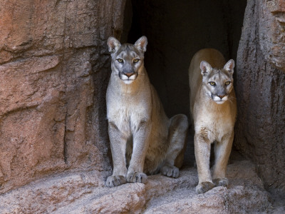 Two Puma Mountain Lion Cougar At Cave Entrance. Arizona, Usa by Philippe Clement Pricing Limited Edition Print image