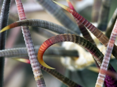 Pima Pineapple Cactus, Close-Up Of Spines. Organ Pipe Cactus National Monument, Arizona, Usa by Philippe Clement Pricing Limited Edition Print image