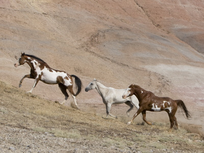Two Paint Horses And A Grey Quarter Horse Running Up Hill, Flitner Ranch, Shell, Wyoming, Usa by Carol Walker Pricing Limited Edition Print image