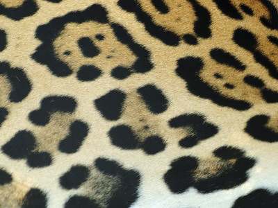 Close-Up Of Jaguar Fur, Costa Rica by Edwin Giesbers Pricing Limited Edition Print image