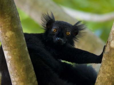 Black Lemur Male, Nosy Komba, North Madagascar, Iucn Vulnerable by Inaki Relanzon Pricing Limited Edition Print image