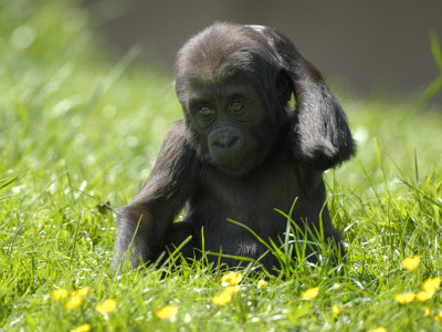 Western Lowland Gorilla Female Baby Scratching Head. Captive, France by Eric Baccega Pricing Limited Edition Print image