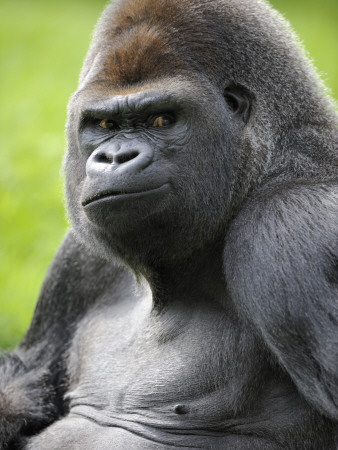 Male Silverback Western Lowland Gorilla Portrait, France by Eric Baccega Pricing Limited Edition Print image