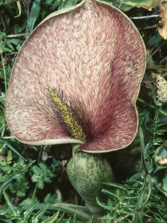 Arum Flower Menorca, Balearis Islands, Endemic, April by Inaki Relanzon Pricing Limited Edition Print image