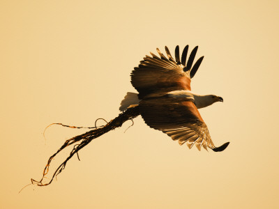 African Fish Eagle Carrying Nesting Material, Chobe National Park, Botswana May 2008 by Tony Heald Pricing Limited Edition Print image