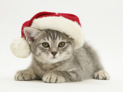 Grey Spice Kitten Wearing A Father Christmas Hat by Jane Burton Pricing Limited Edition Print image