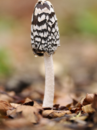 Magpie Fungus In Beech Wood, Cornwall, Uk by Ross Hoddinott Pricing Limited Edition Print image