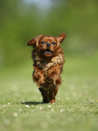 Cavalier King Charles Spaniel, Ruby, 10 Month, Running Fast In Garden by Petra Wegner Pricing Limited Edition Print image