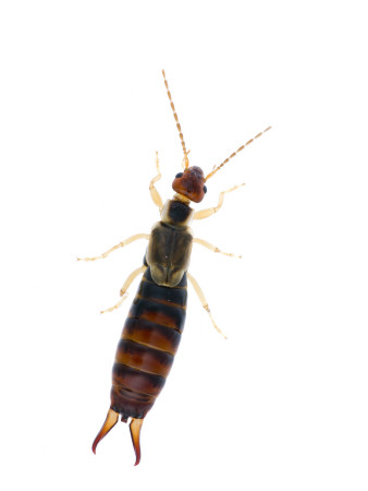 Common Earwig Female, Scotland, Uk by Niall Benvie Pricing Limited Edition Print image