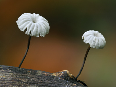 Pinwheel Mushroom Collared Parachute Fungus(Marasmius Rotula), Belgium by Philippe Clement Pricing Limited Edition Print image