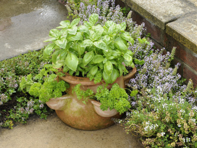 Herb Garden With Terracotta Pot With Sweet Basil, Curled Parsley And Creeping Thyme, Norfolk, Uk by Gary Smith Pricing Limited Edition Print image