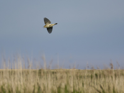 Sedge Warbler In Display Flight Over Coastal Reed Scrub, Norfolk, Uk, May by Gary Smith Pricing Limited Edition Print image