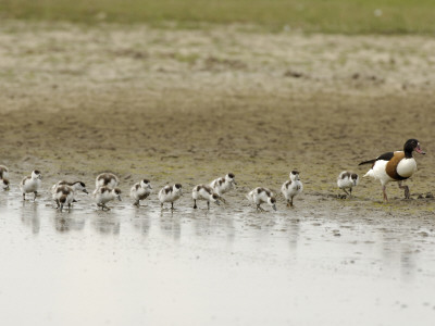 Shelduck Female With Thirteen Ducklings, Norfolk, Uk by Gary Smith Pricing Limited Edition Print image