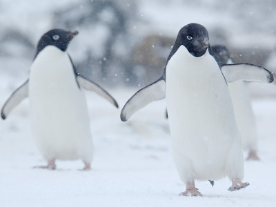 Two Adelie Penguins Walking On Snow, Antarctica by Edwin Giesbers Pricing Limited Edition Print image