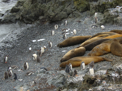 Southern Elephant Seals And Gentoo Penguins Antarctica by Edwin Giesbers Pricing Limited Edition Print image