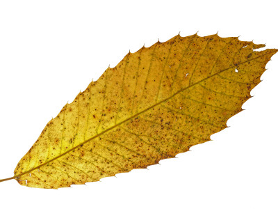 Sweet Spanish Chestnut Leaf In Autumn Colours, Europe by Philippe Clement Pricing Limited Edition Print image