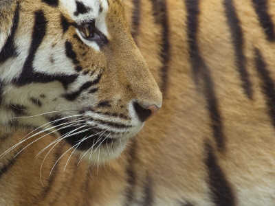 Siberian Tiger Captive by Edwin Giesbers Pricing Limited Edition Print image