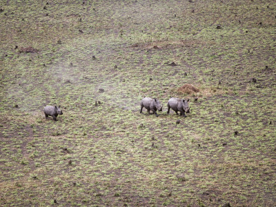Northern White Rhinoceros Taken From Anti-Poaching Aircraft In 1989, Garamba Np, Dem Rep Congo by Mark Carwardine Pricing Limited Edition Print image