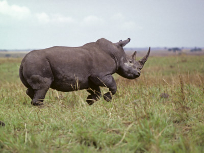Northern White Rhinoceros Running Charging, Garamba Np, Dem Rep Congo, 1989 by Mark Carwardine Pricing Limited Edition Print image