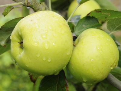 The Nelson' Apples On Apple Tree Norfolk, Uk by Gary Smith Pricing Limited Edition Print image