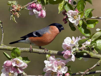 Bullfinch Male Perched Among Apple Blossom, Buckinghamshire, England, Uk by Andy Sands Pricing Limited Edition Print image