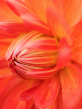 Dahlia Cultivar Abstract Close Up Of Petals, Uk by Gary Smith Pricing Limited Edition Print image