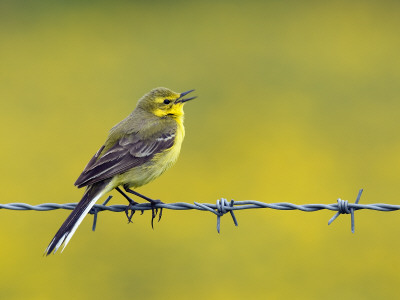 Yellow Wagtail Male Singing From Barbed Wire Fence, Upper Teesdale, Co Durham, England, Uk by Andy Sands Pricing Limited Edition Print image