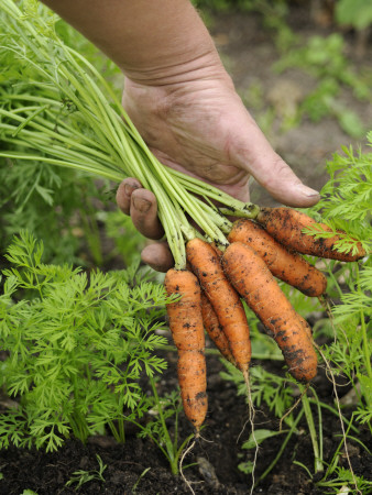 Gardeners Hands Holding Carrots, 'Nanco' Uk by Gary Smith Pricing Limited Edition Print image