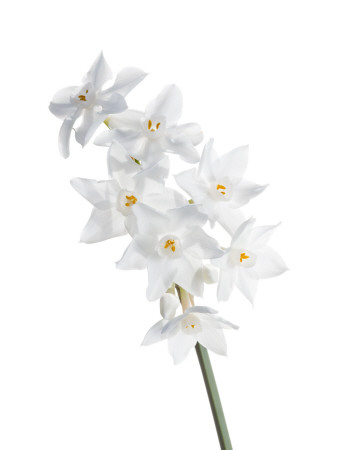 Narcissus Flowers Los Alcornocales Natural Park, Spain by Niall Benvie Pricing Limited Edition Print image