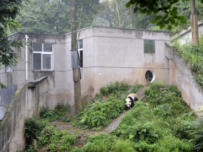 Giant Panda In Enclosure At Bifengxia Giant Panda Breeding And Conservation Center, China by Eric Baccega Pricing Limited Edition Print image