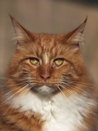 Maine Coon Red Tabby Cat, Portrait by Adriano Bacchella Pricing Limited Edition Print image