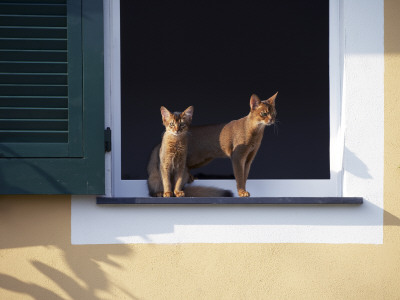Young Somali Cat And Abyssinian Cat Sitting On Window Ledge, Italy by Adriano Bacchella Pricing Limited Edition Print image