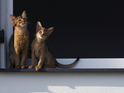 Two Somali Cats Sitting On Window Ledge, Italy by Adriano Bacchella Pricing Limited Edition Print image