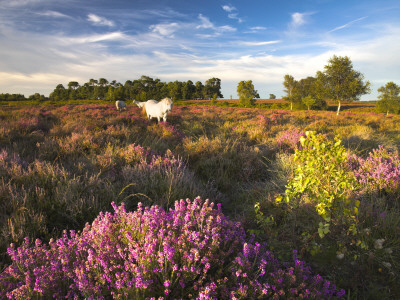 White New Forest Ponies Grazing On Heather, New Forest National Park, Hampshire, England by Adam Burton Pricing Limited Edition Print image