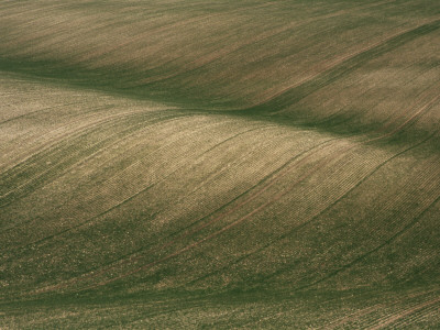 Rolling Chalk Hills, Ploughed And Seeded, South Downs, Hampshire by Adam Burton Pricing Limited Edition Print image